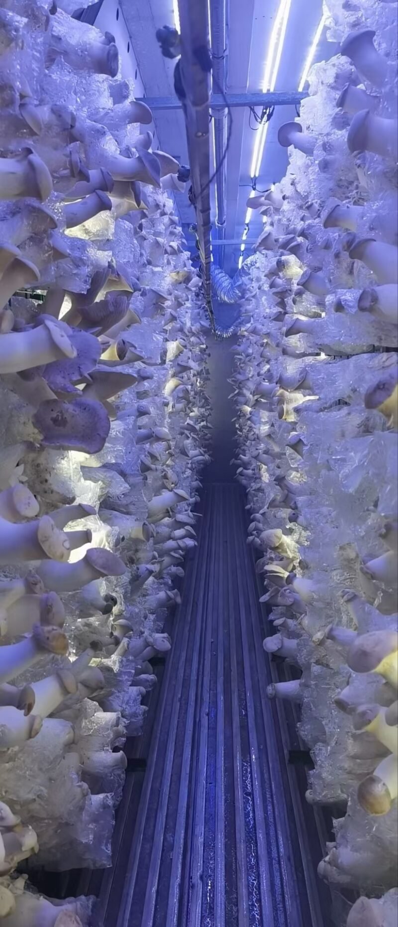All - in - One GreenSmart AgriPod for Multi - Crop Cultivation