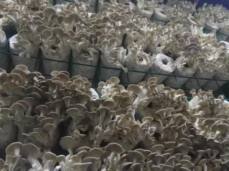 High - Efficiency and Energy - Saving Smart Container for Multi - Crop Cultivation without Pesticides